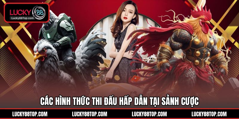Đá Gà Lucky88 | Trực Tiếp 100+ Trận Đỉnh Cao Hằng Ngày - BETVANTA99.BUZZ